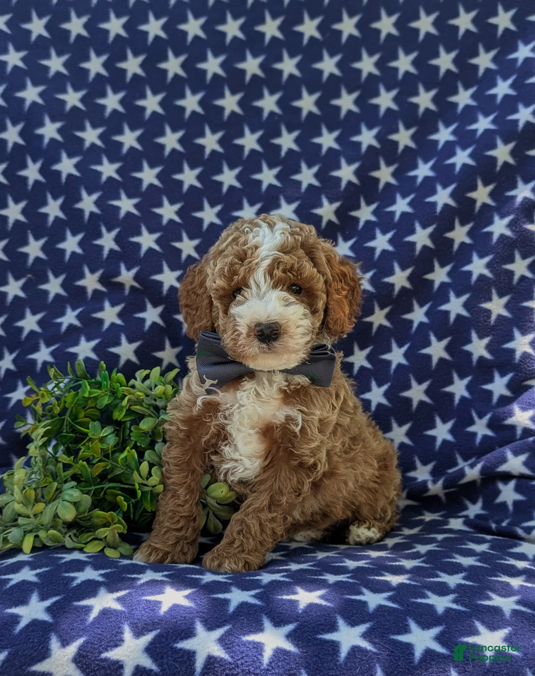 Miniature Poodle dogs for sale: Remy - Ad 1