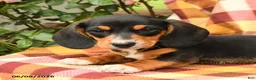 Miniature Dachshund dogs for sale: Spring - Ad 3