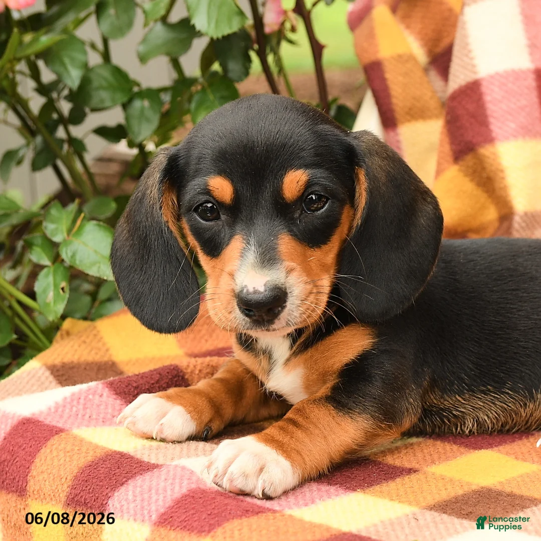 Miniature Dachshund dogs for sale: Spring - Ad 3