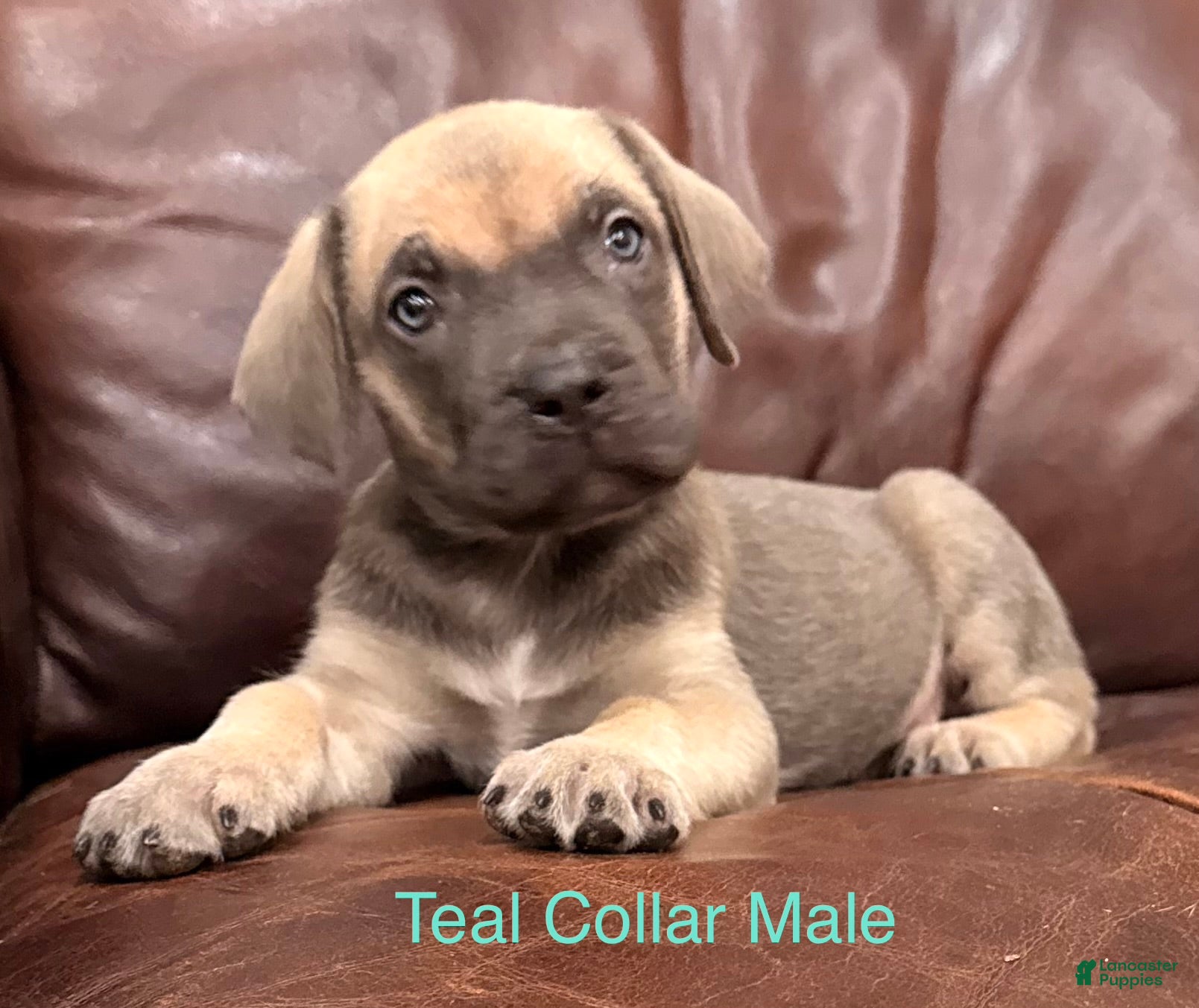 Cane Corso dogs Cane Corso Puppy Teal Collar M - Ad 1