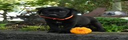 Labrador Retriever dogs for sale: Timmy - Ad 3