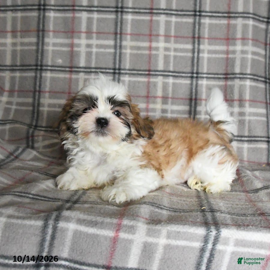Shih Tzu dogs Flash - Ad 1