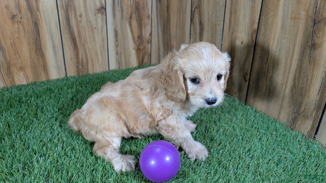 Cavapoo dogs for sale: Brin Girl 1 - Ad 3