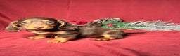 Miniature Dachshund dogs for sale: Dallas - Ad 2