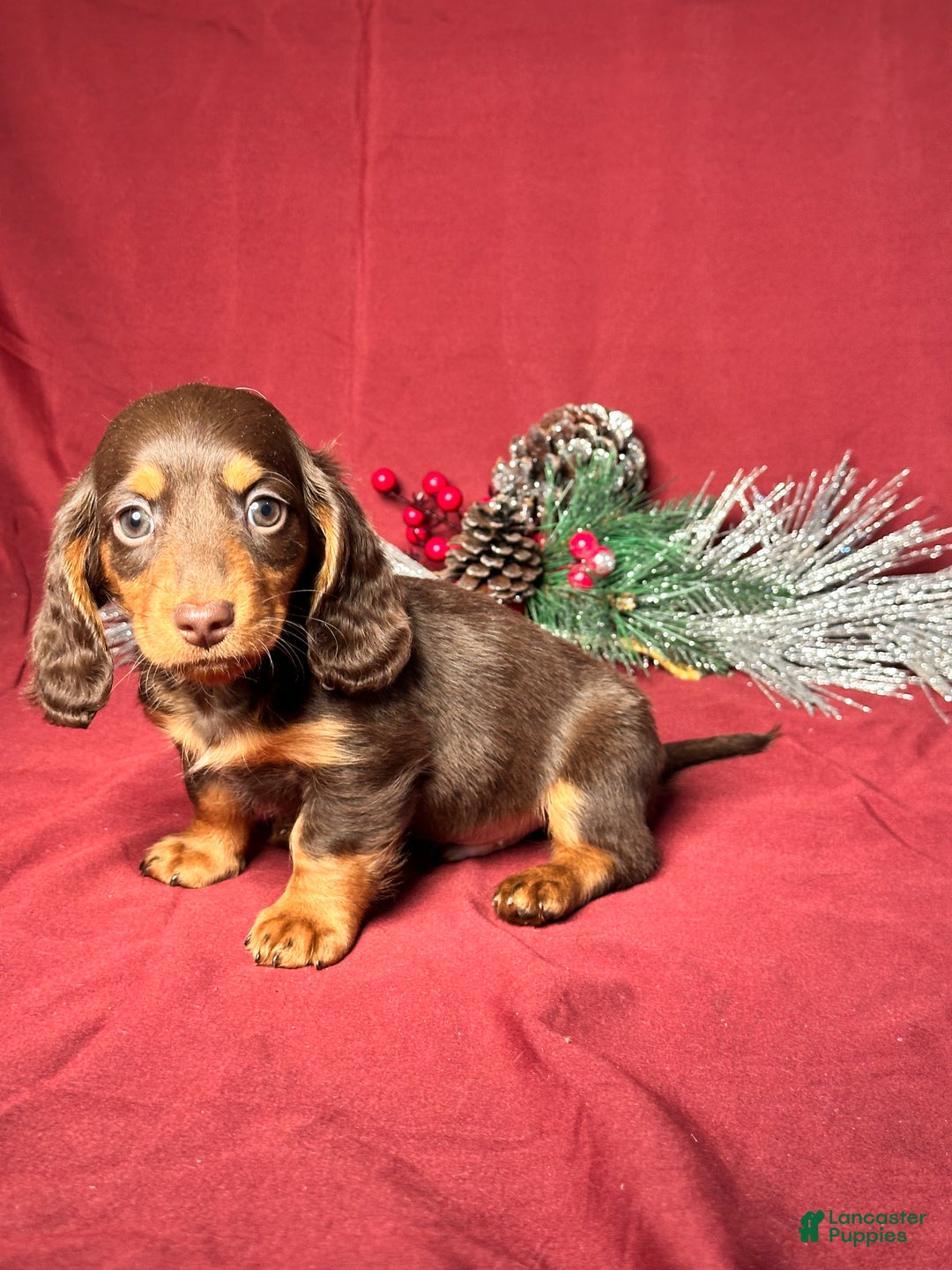 Miniature Dachshund dogs for sale: Dallas - Ad 2