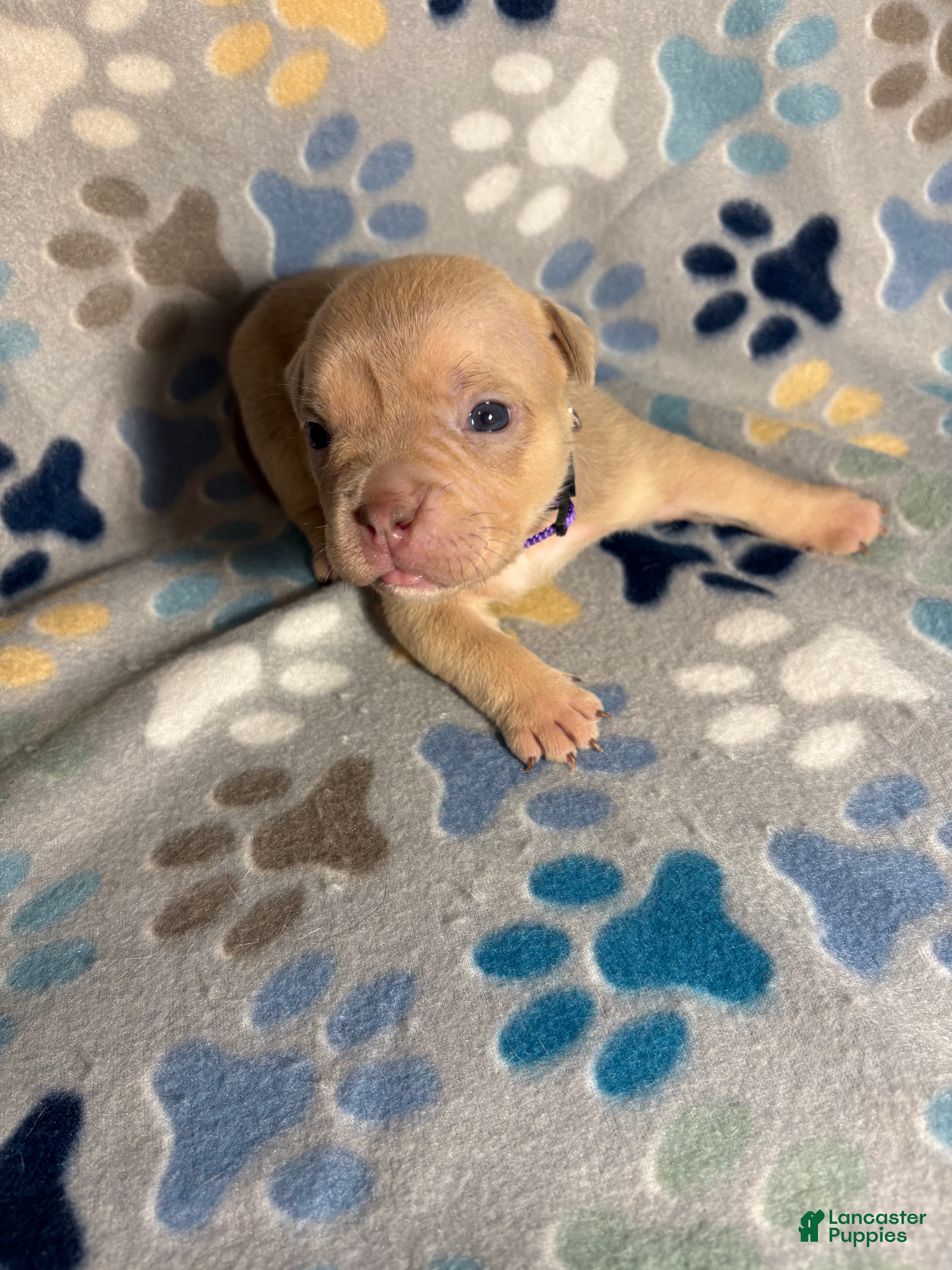 American Bully dogs FEMALE PURPLE COLLAR - Ad 42
