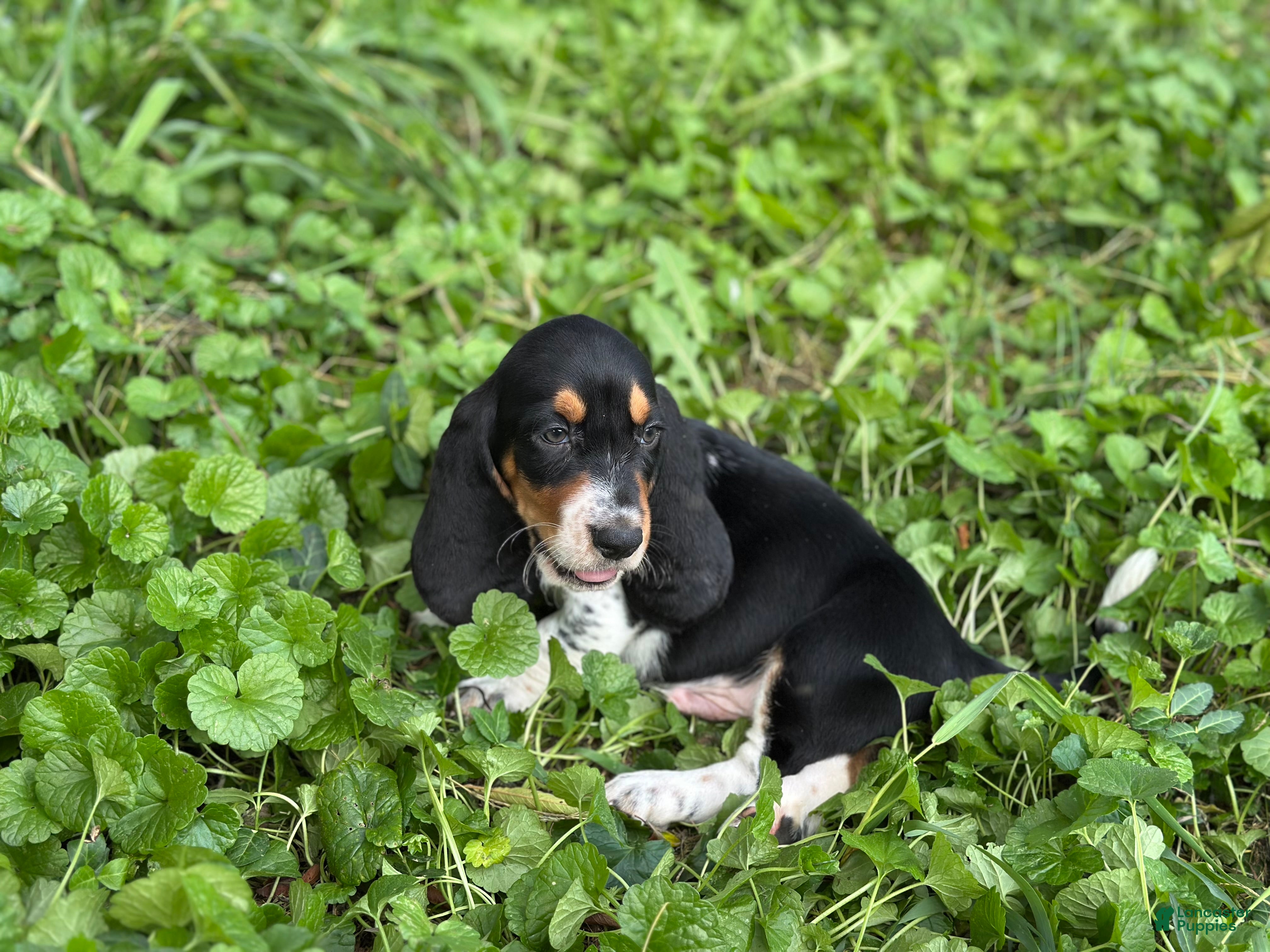 Basset Hound dogs Speck  - Ad 2