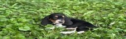 Basset Hound dogs for sale: Speck  - Ad 2