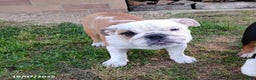 English Bulldog dogs for sale: Rolita - Ad 2