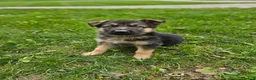 German Shepherd dogs for sale: Yasko - Ad 5