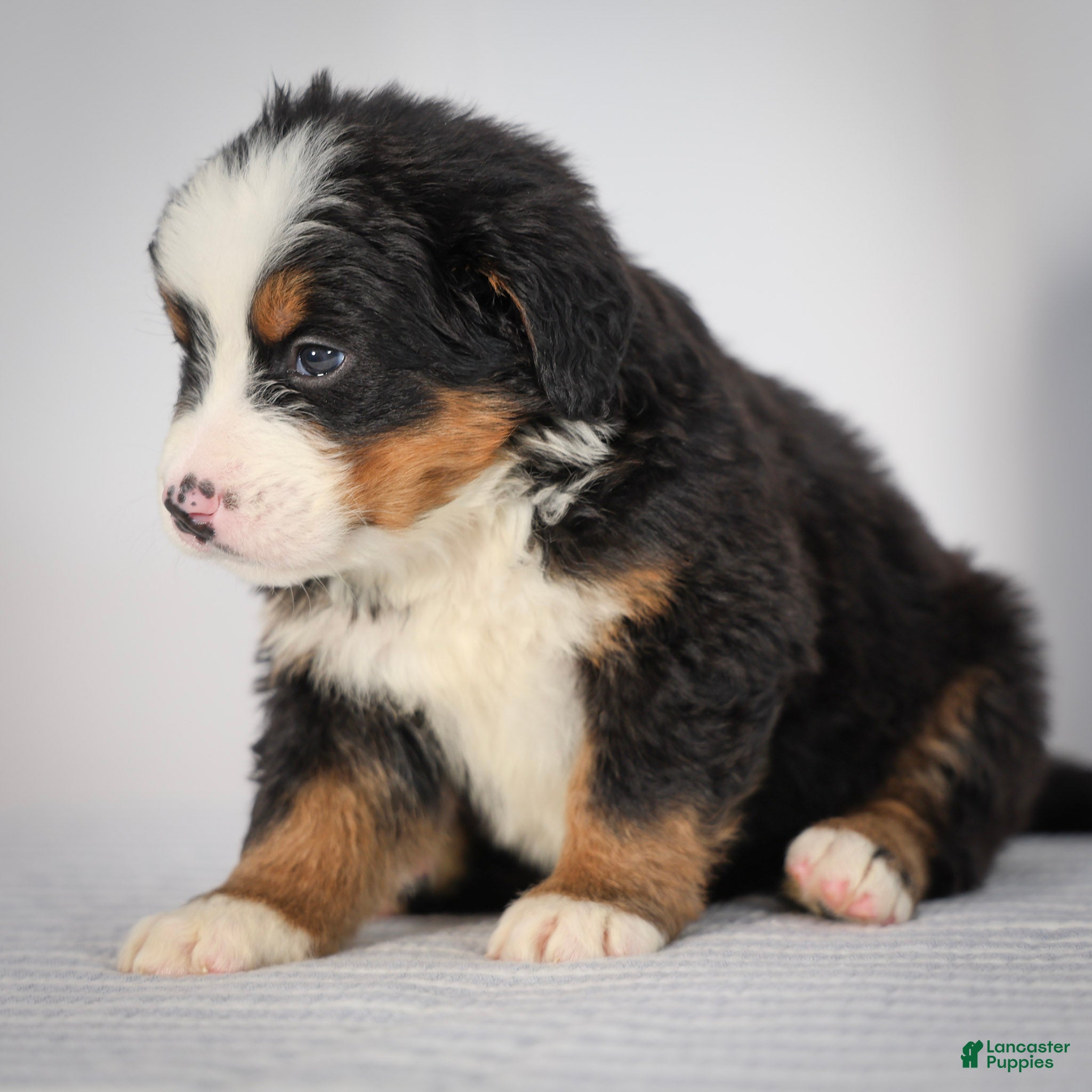 Bernese Mountain Dog dogs Raven - Ad 1