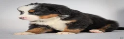 Bernese Mountain Dog dogs for sale: Raven - Ad 1