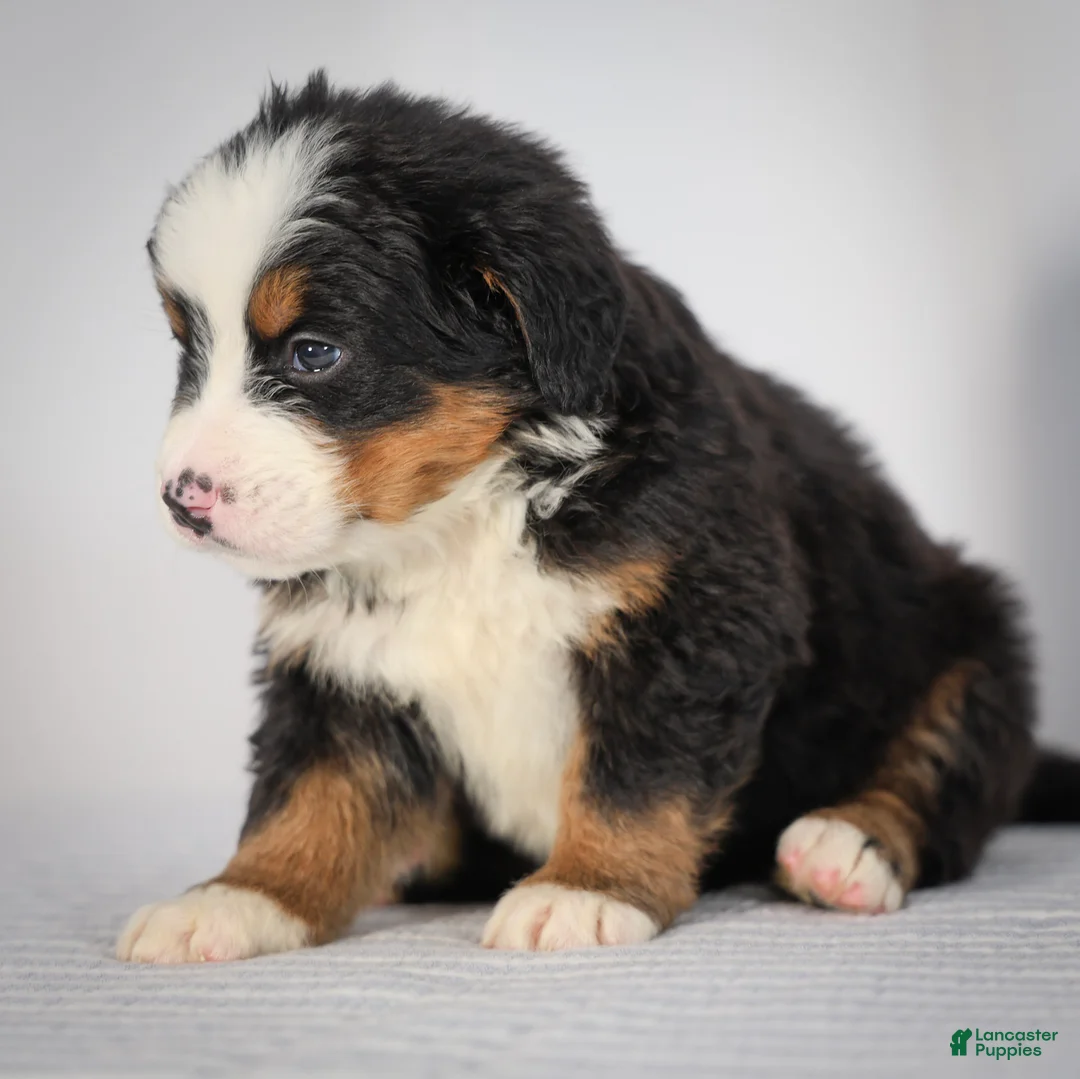 Bernese Mountain Dog dogs for sale: Raven - Ad 1