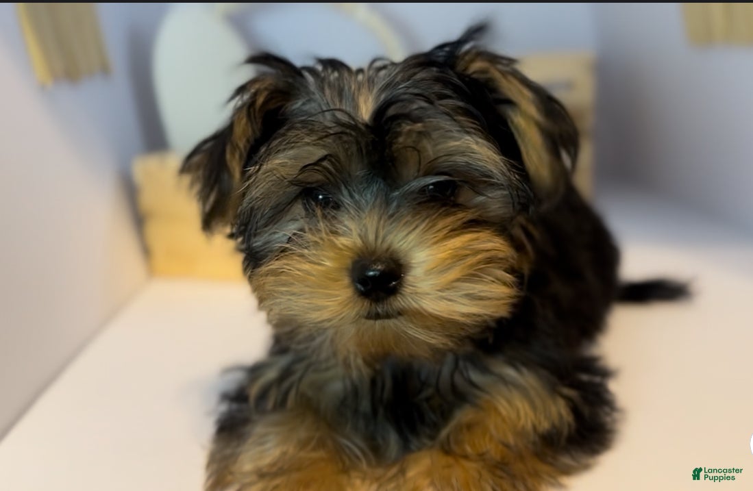 Yorkshire Terrier dogs Queen - Ad 1