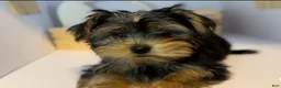 Yorkshire Terrier dogs for sale: Queen - Ad 1