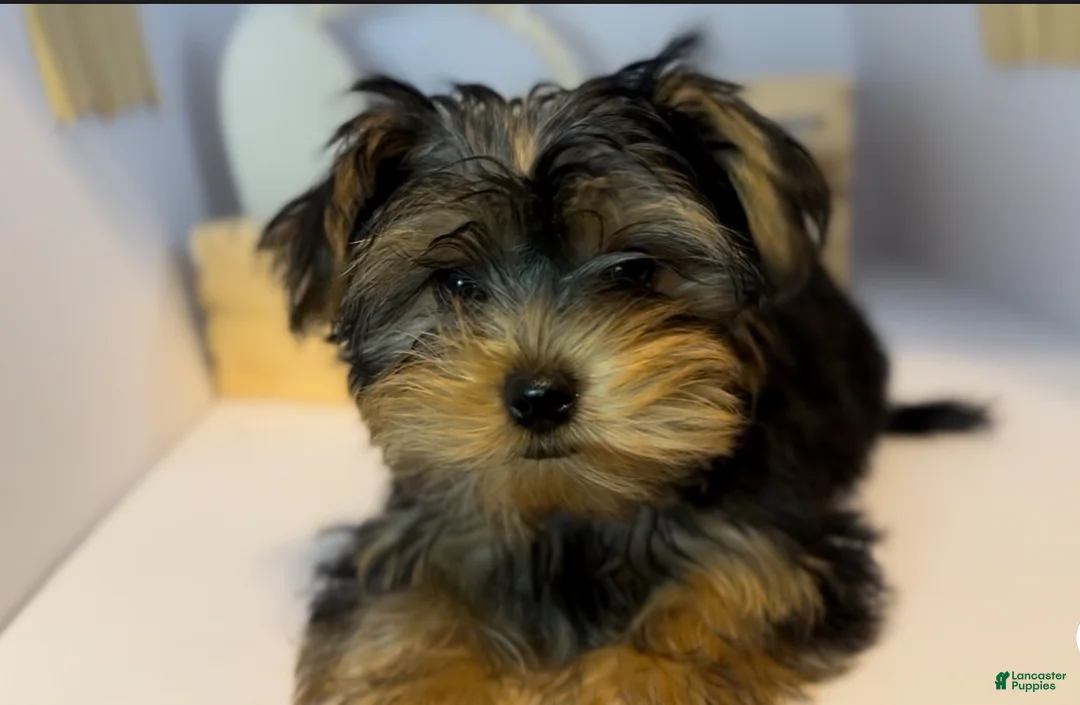 Yorkshire Terrier dogs for sale: Queen - Ad 1