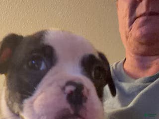 Olde English Bulldogge dogs Olde English Bulldogge Puppy 5 - Ad 27