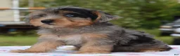 Yorkiepoo dogs for sale: Sapphire blue eyes  - Ad 14