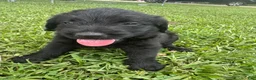 Labradoodle dogs for sale: Millie - Ad 2