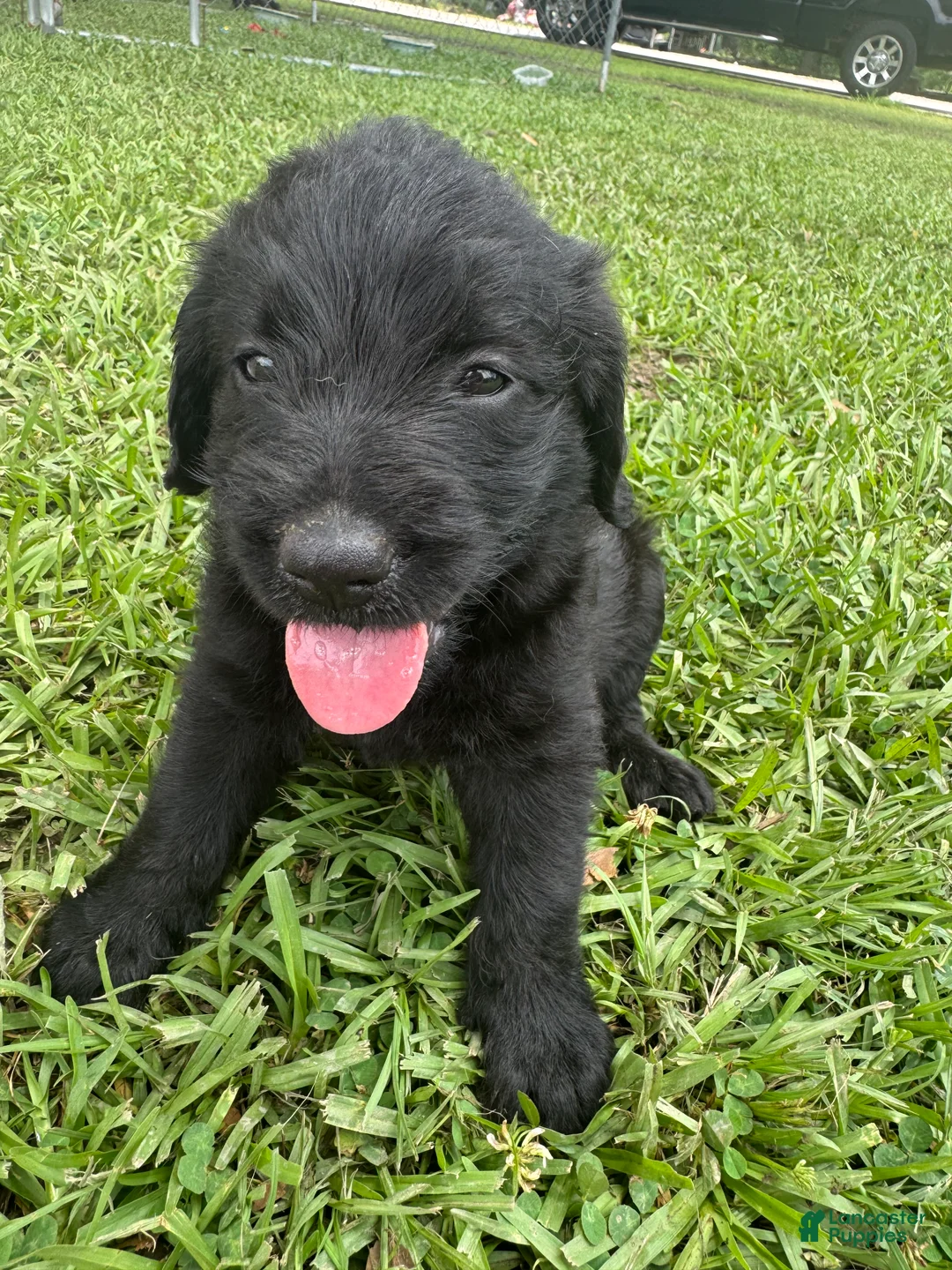 Labradoodle dogs for sale: Millie - Ad 2