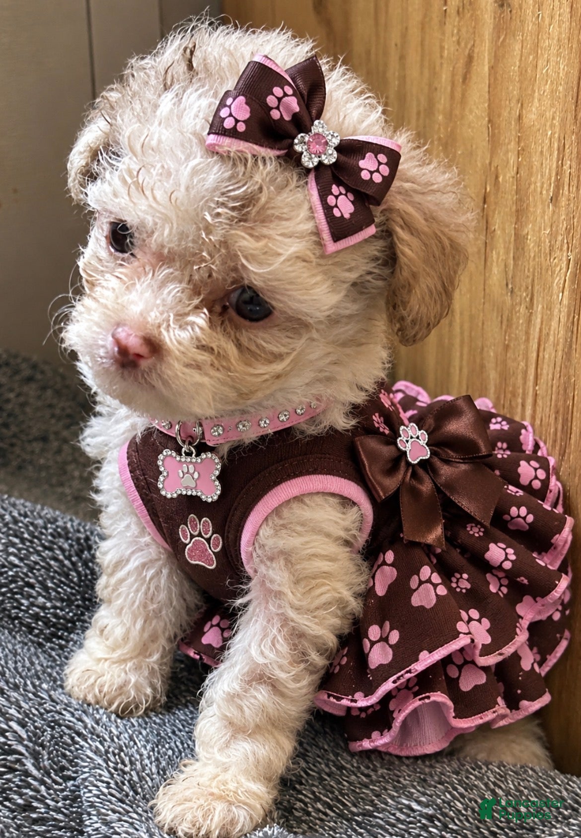 Maltipoo dogs Maltipoo 3 - Ad 1