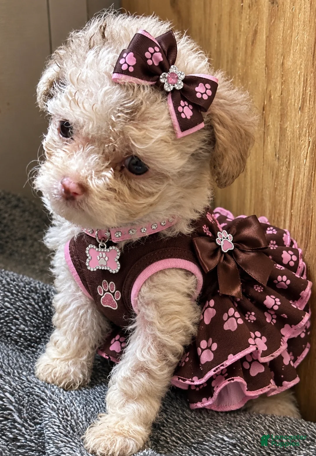 Maltipoo dogs for sale: Maltipoo 3 - Ad 1