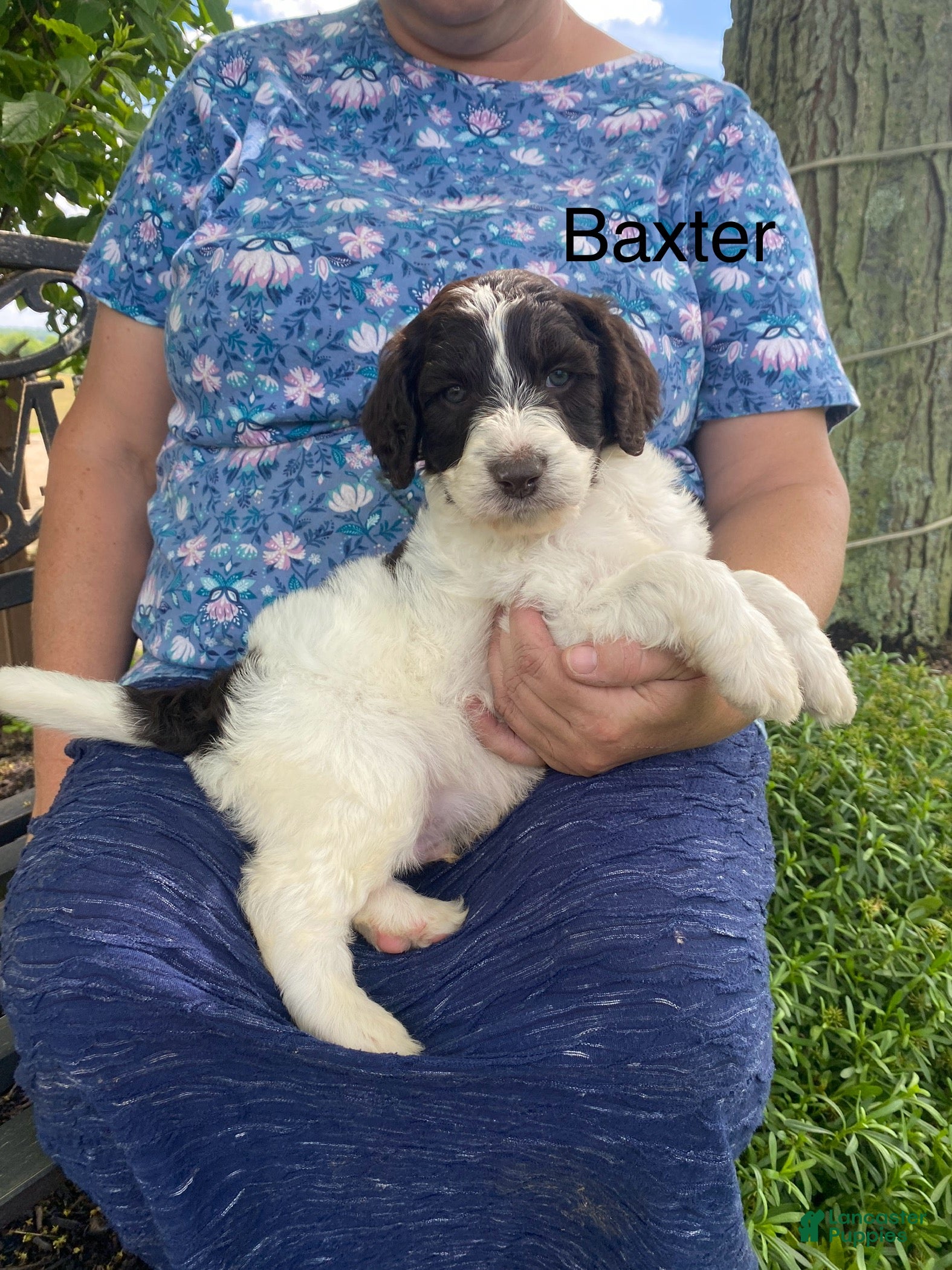 Labradoodle dogs  F1bb Baxter - Ad 1