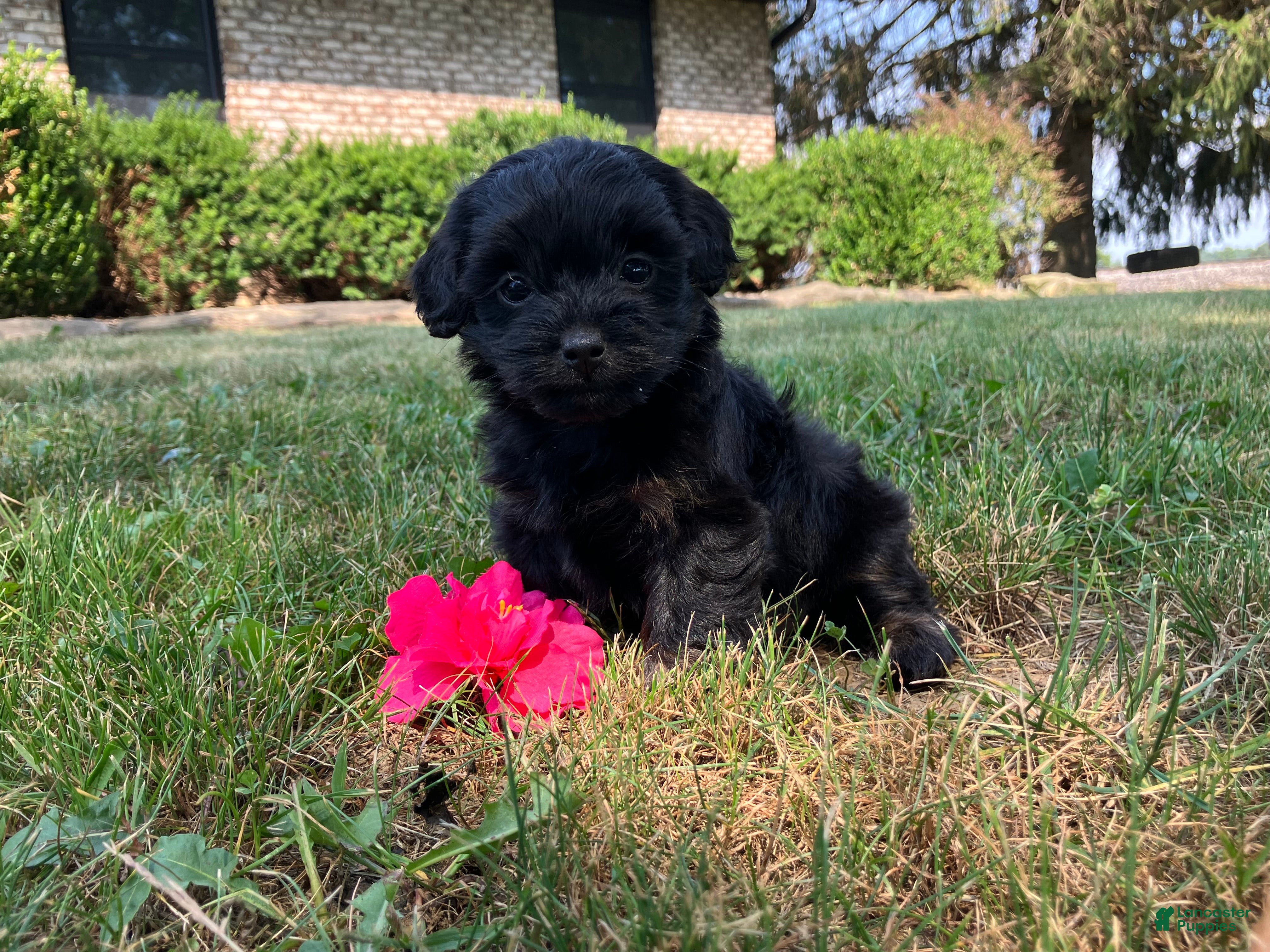 Shihpoo dogs Mandy - Ad 1