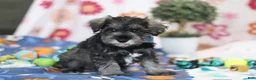 Miniature Schnauzer dogs for sale: Rio - Ad 3