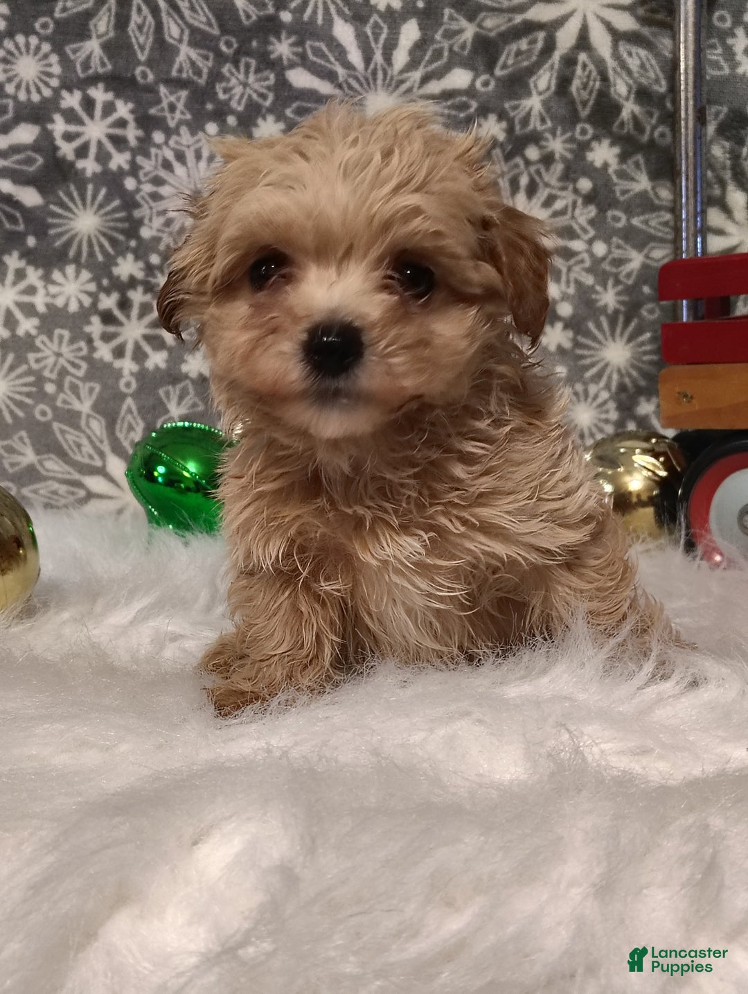 Maltipoo dogs for sale: Ace - Ad 1