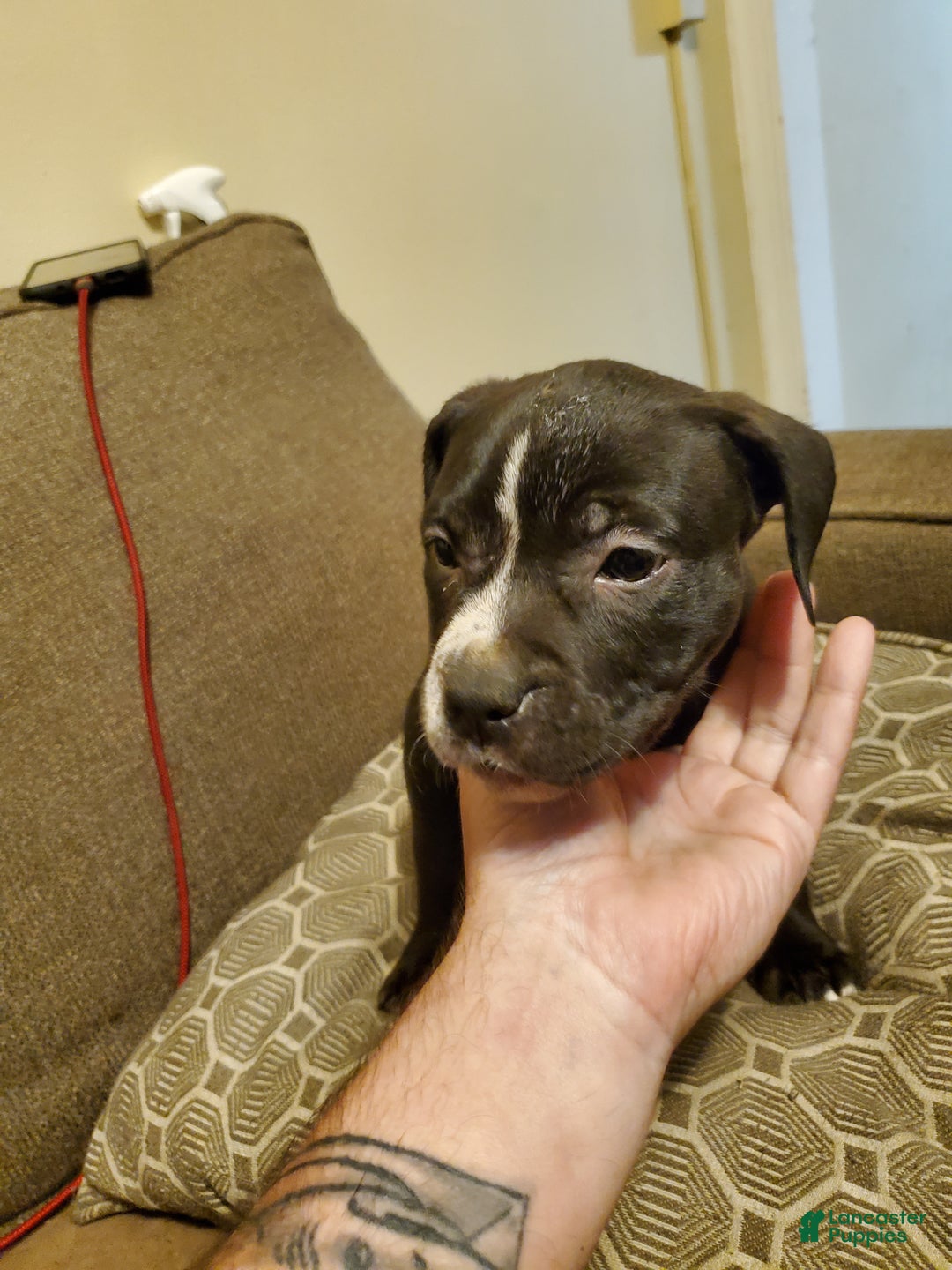 Tan Blue Bully Pitbull Puppies 2+ Thousand Blue White American