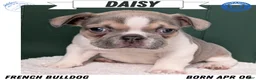 French Bulldog dogs for sale: Daisy - Ad 1