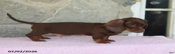 Miniature Dachshund dogs for sale: Waylon - Ad 4