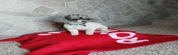 Toy Poodle dogs for sale: Cody - Ad 2