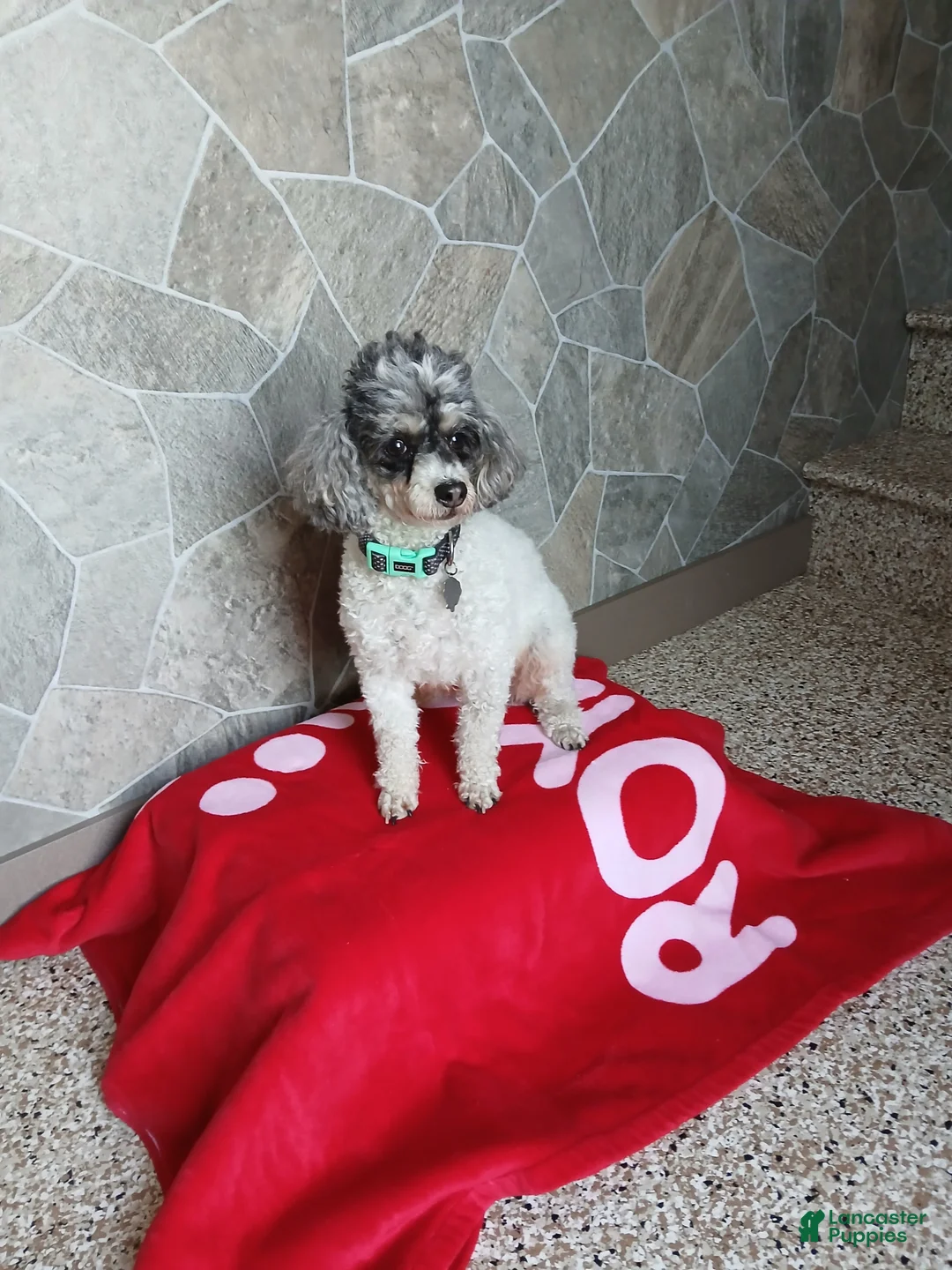 Toy Poodle dogs for sale: Cody - Ad 2