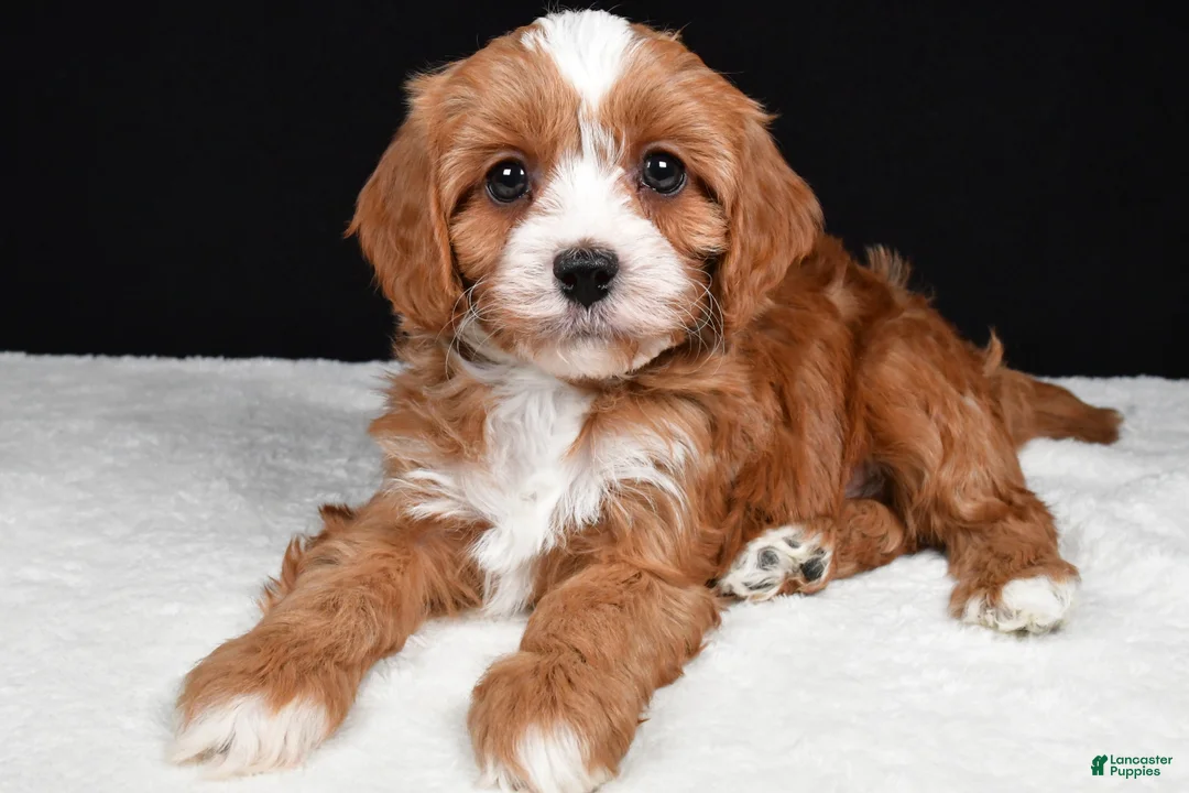 Cavapoo dogs for sale: Kendall - Ad 1