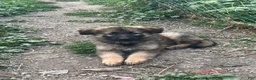 German Shepherd dogs for sale: German Shepherd 1 - Ad 2