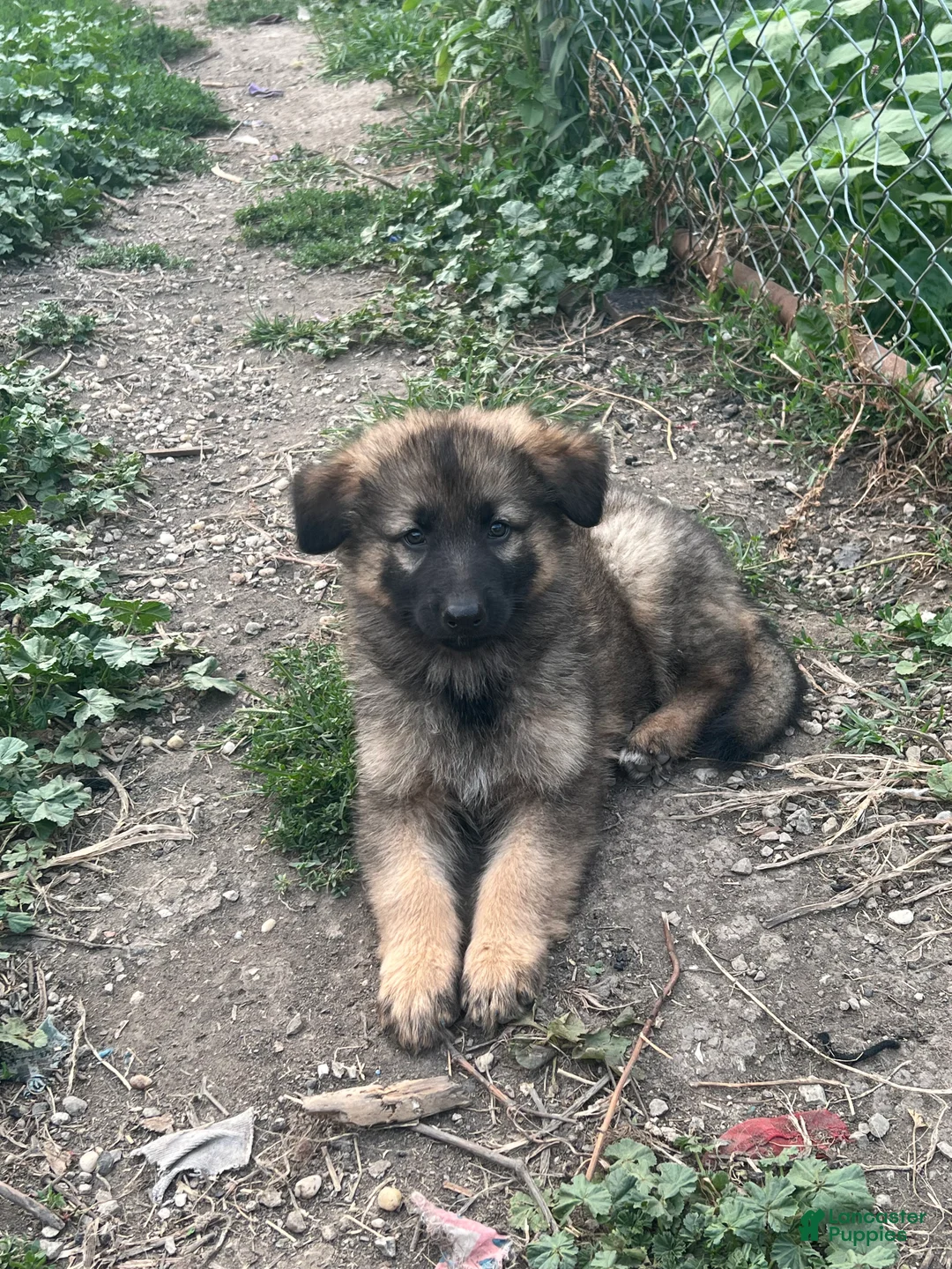German Shepherd dogs for sale: German Shepherd 1 - Ad 2