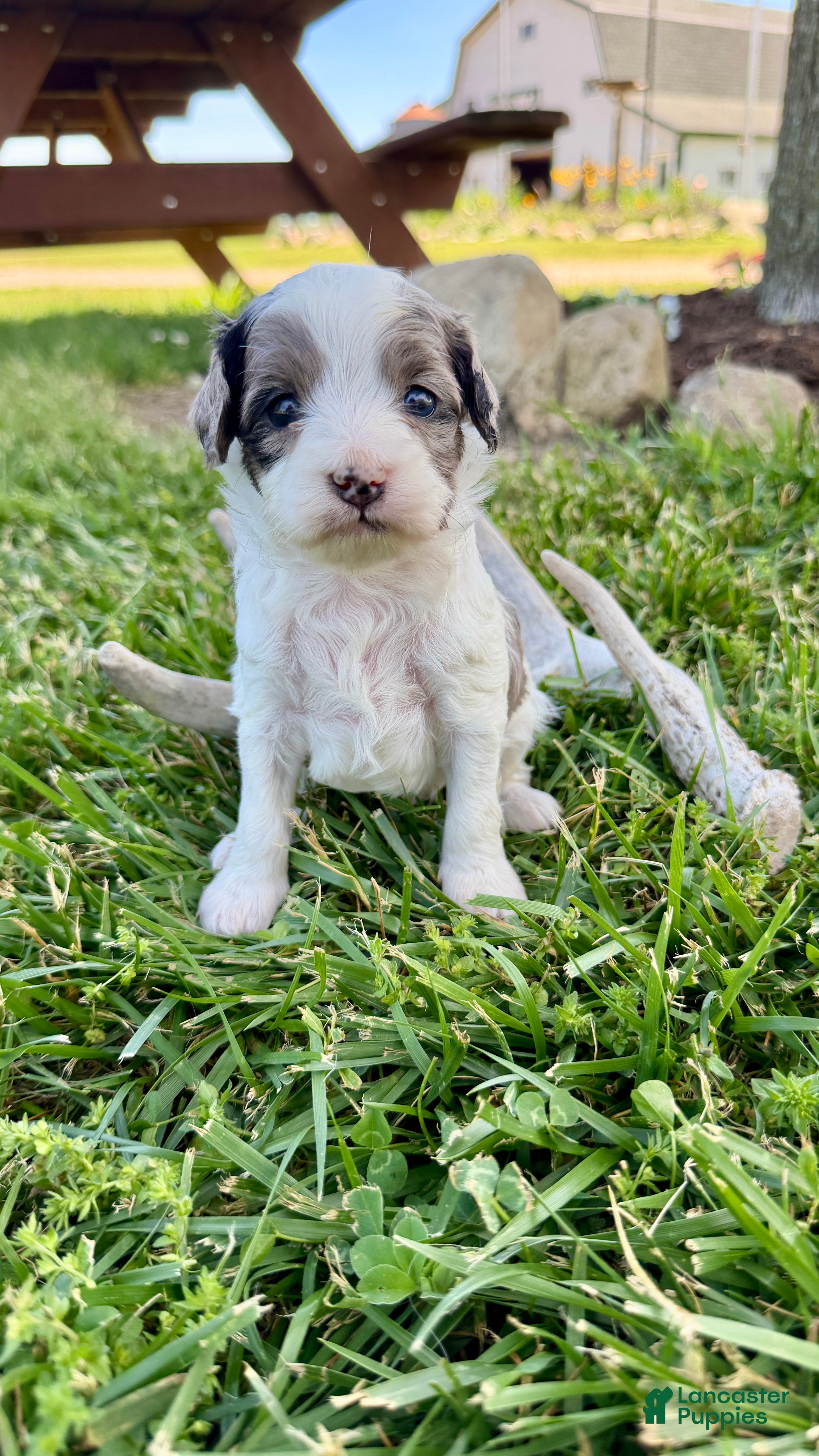 Cavapoo dogs Zeke - Ad 22