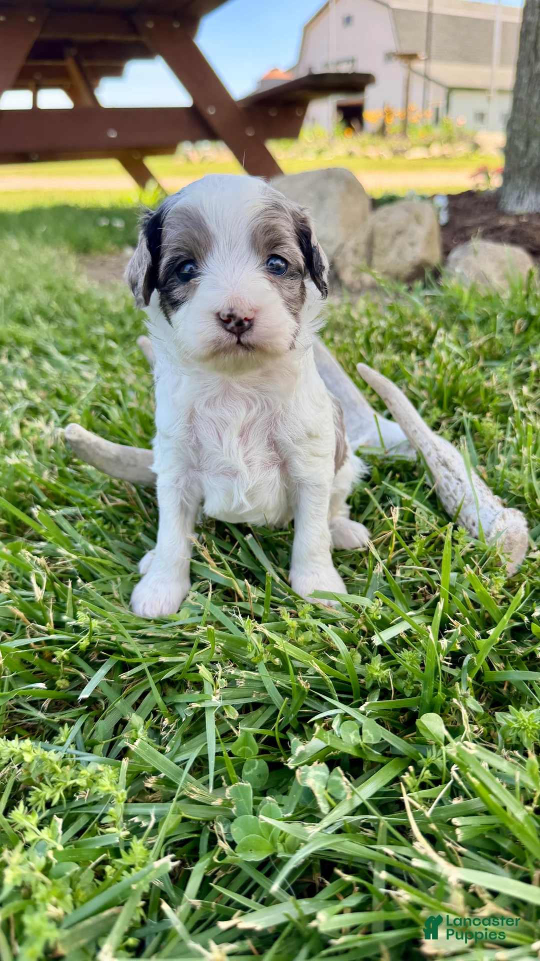 Cavapoo dogs for sale: Zeke - Ad 1