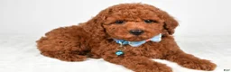 Miniature Poodle dogs for sale: Hunter - Ad 2