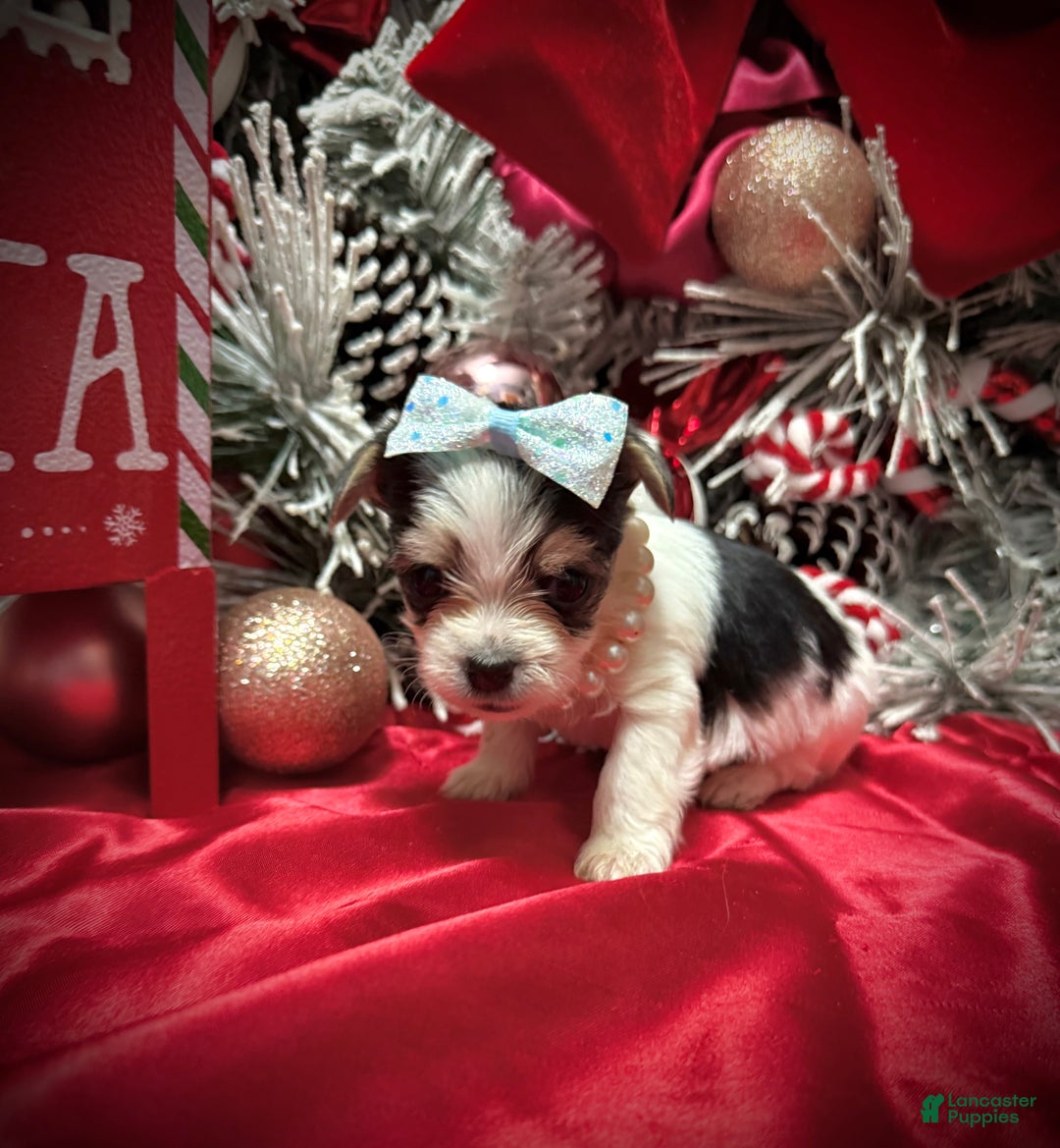 Yorkshire Terrier dogs for sale: Yakko - Ad 13