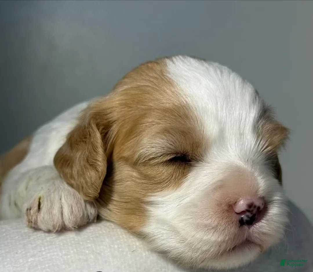 Cavapoo dogs for sale: Gem Cavapoo  - Ad 1