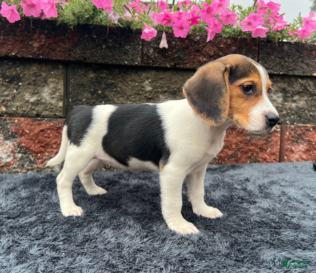 Beagle dogs for sale: Autumn - Ad 2