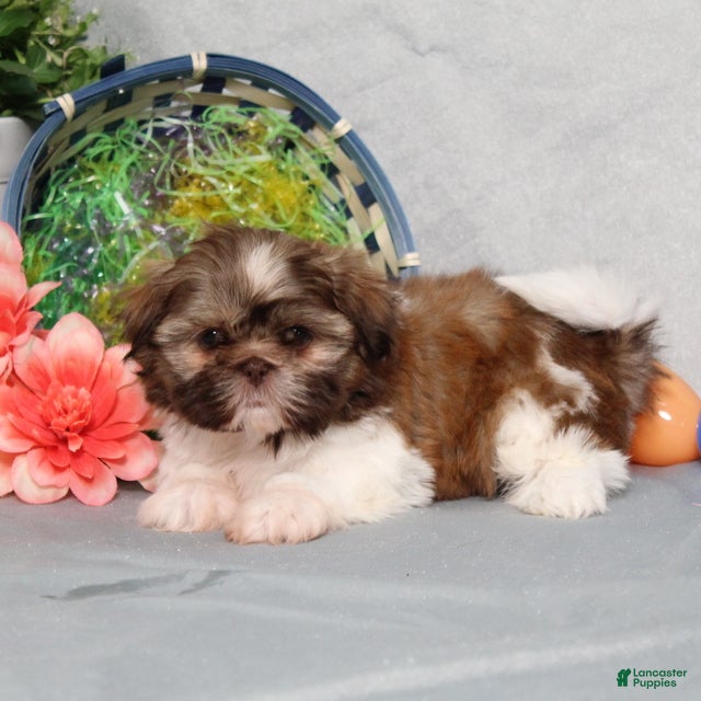 Shih Tzu dogs Happy AKC - Ad 2