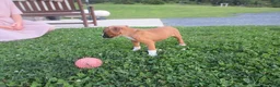 Boxer dogs for sale: Bozo - Ad 6