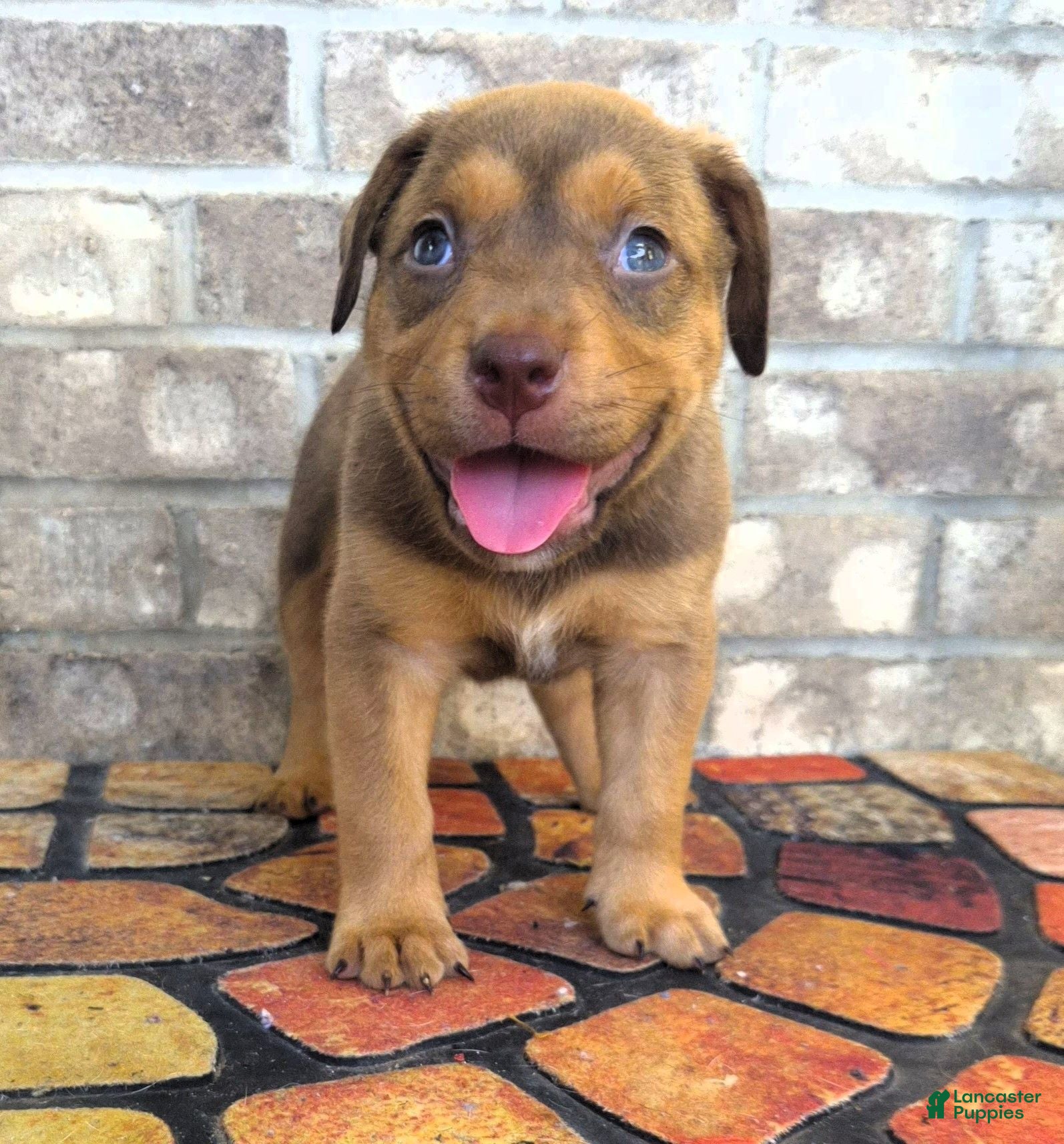 American Bully dogs "SNOOP DOGG" LILAC TRI COLOR - Ad 20