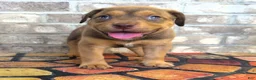 American Bully dogs for sale: "SNOOP DOGG" LILAC TRI COLOR - Ad 1