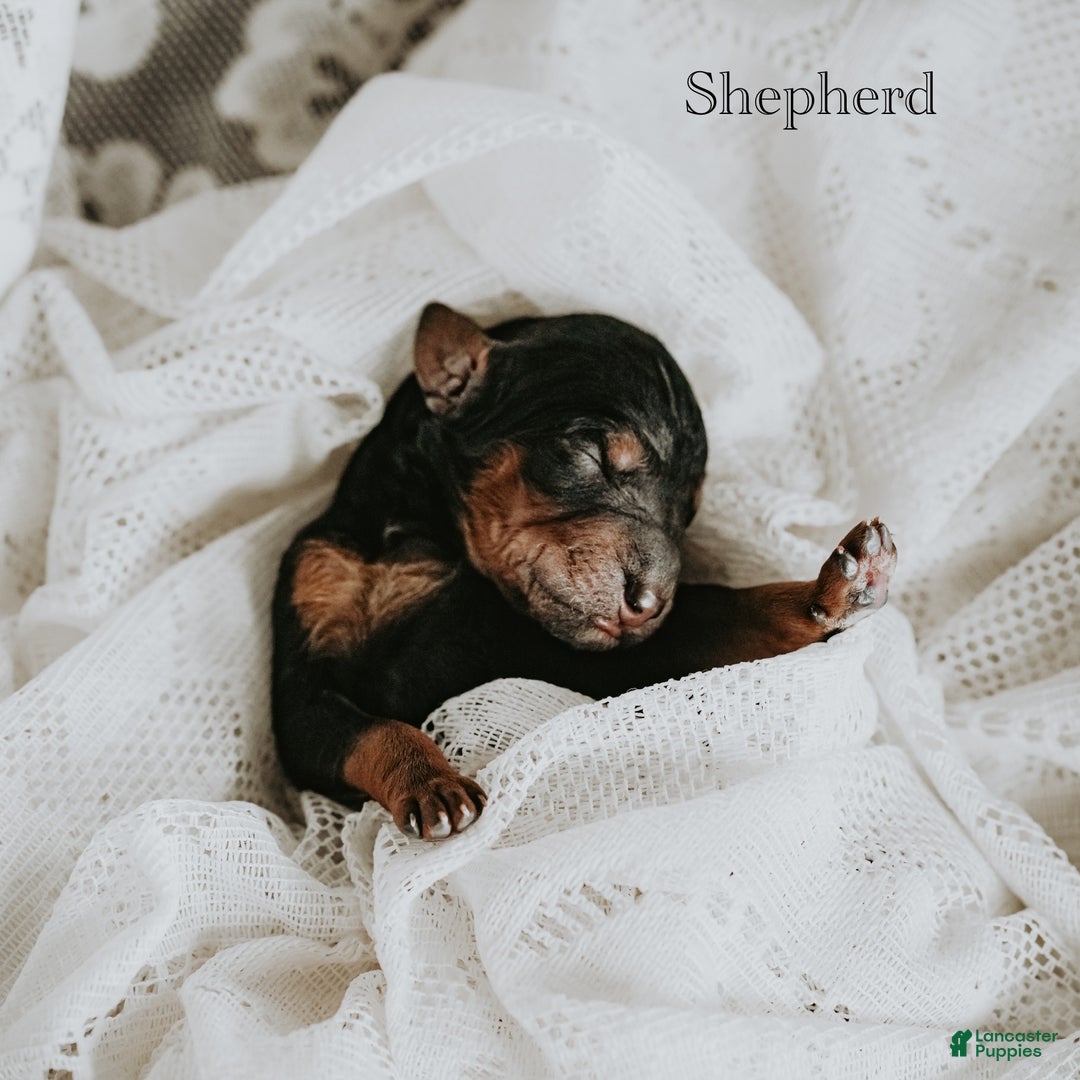 Standard Poodle dogs for sale: Shepherd - Ad 2