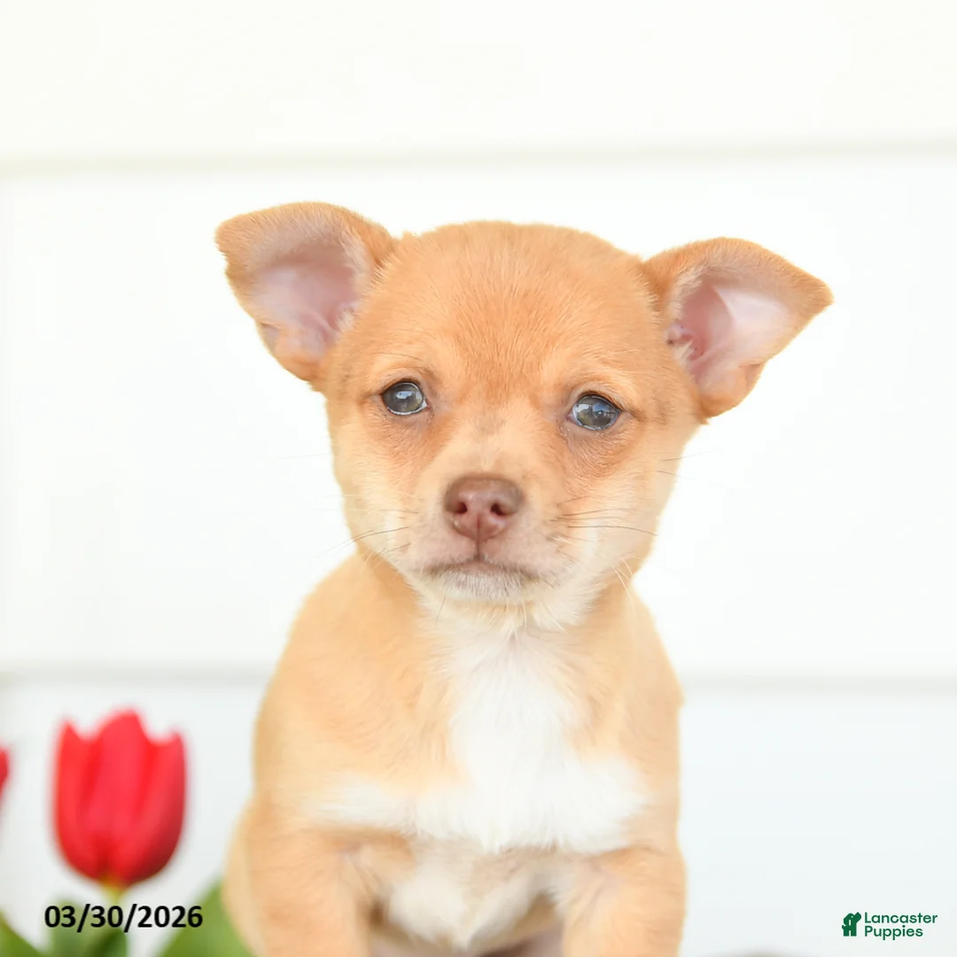 Chihuahua dogs for sale: Bella   - Ad 3